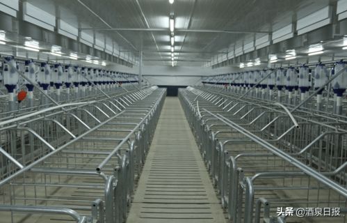 打出組合拳，酒泉市多措并舉促生豬穩產保供，助力畜牧漁業飼料銷售穩健發展