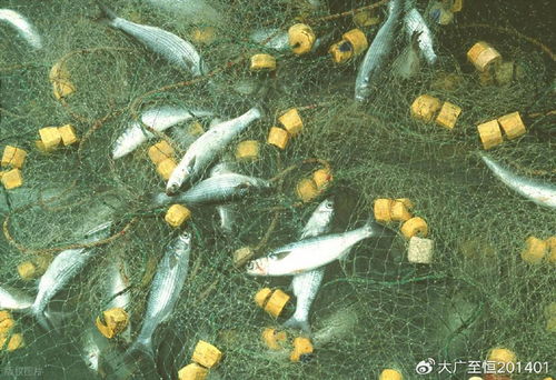 AquaTech 2026 馬來西亞漁業展覽會 領航漁業新紀元，驅動畜牧漁業飼料銷售創新